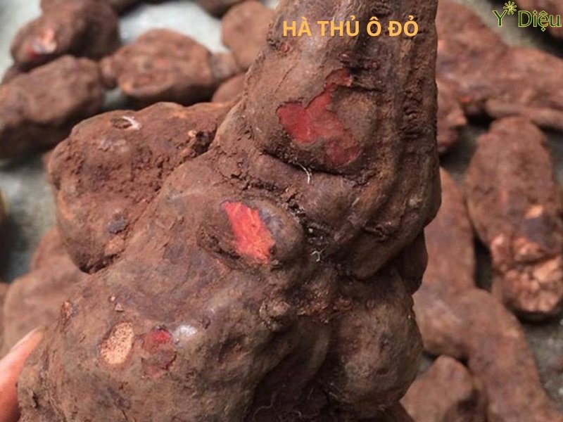 HÀ THỦ Ô ĐỎ VÀ NHỮNG CÔNG DỤNG TUYỆT VỜI CỦA HÀ THỦ Ô ĐỎ